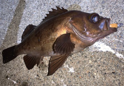 メバルの釣果