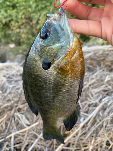 ブルーギルの釣果