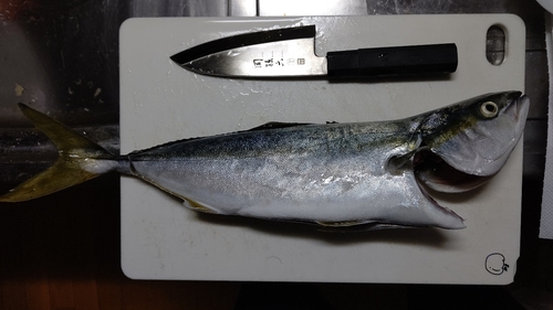 イナダの釣果