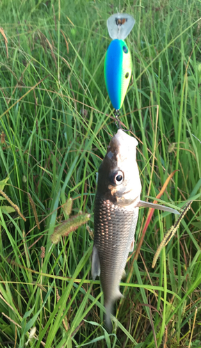 ニゴイの釣果