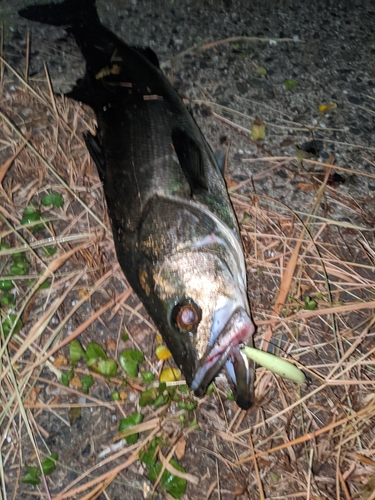 シーバスの釣果