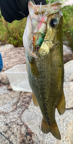 ブラックバスの釣果