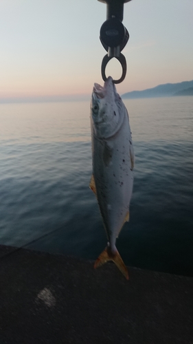 ショッコの釣果