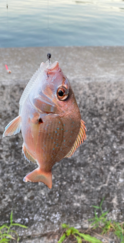 マダイの釣果