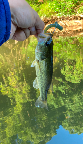 ラージマウスバスの釣果