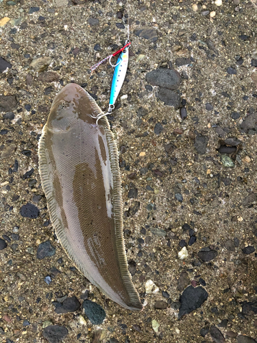 シタビラメの釣果