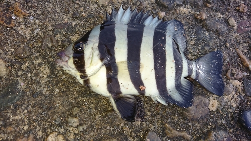 イシダイの釣果