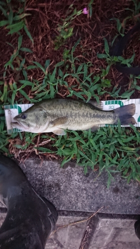 ブラックバスの釣果