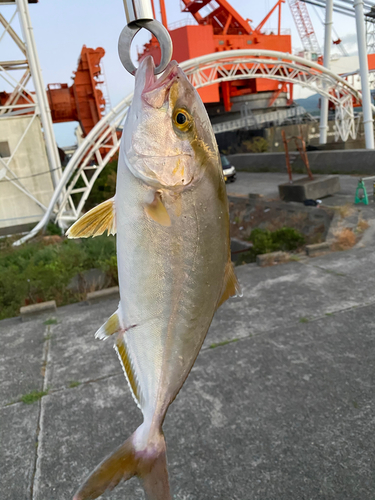 シオの釣果