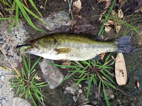 ラージマウスバスの釣果