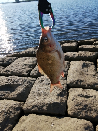 フナの釣果