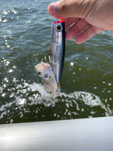 イシモチの釣果