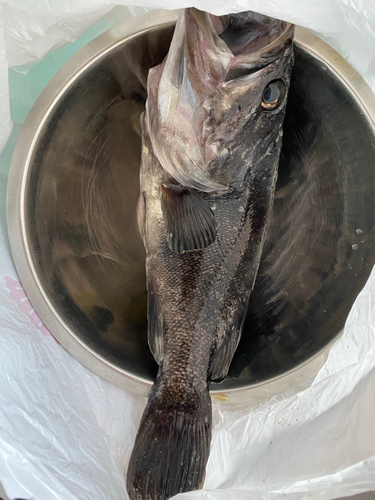 クロソイの釣果