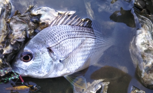 キビレの釣果