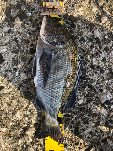 クロダイの釣果