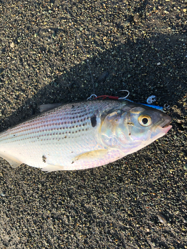 ワカシの釣果