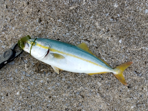 ワカシの釣果