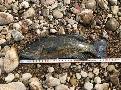 スモールマウスバスの釣果