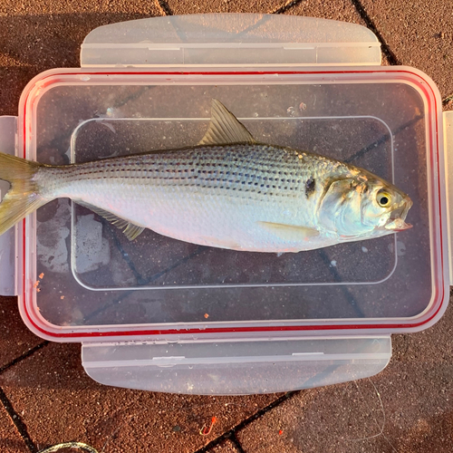 コノシロの釣果