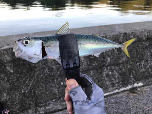 サバの釣果