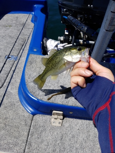 ブラックバスの釣果