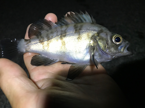 クロメバルの釣果