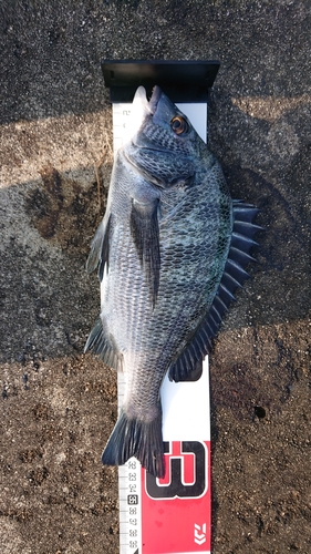 クロダイの釣果