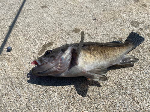 ソイの釣果