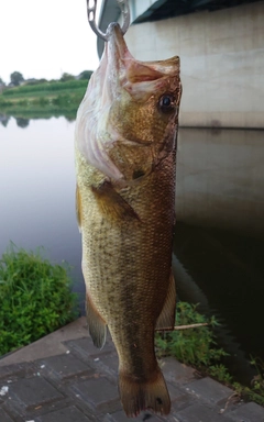 ラージマウスバスの釣果