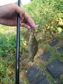 フナの釣果