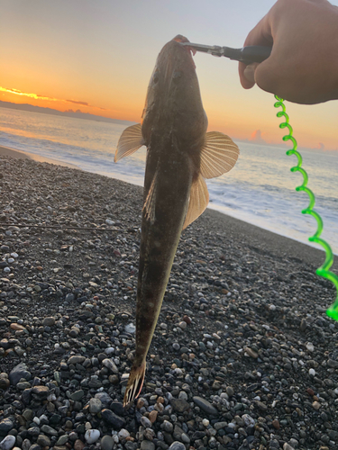 マゴチの釣果