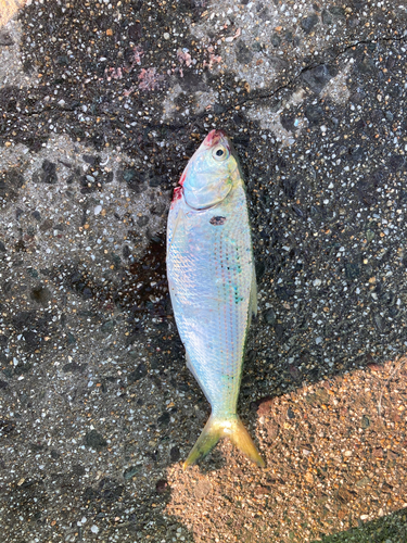 コノシロの釣果