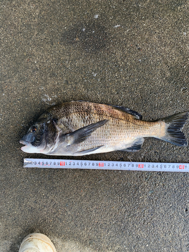 クロダイの釣果