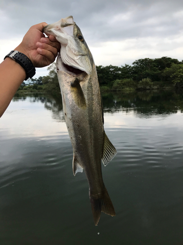 スズキの釣果