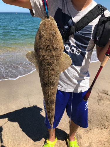 マゴチの釣果