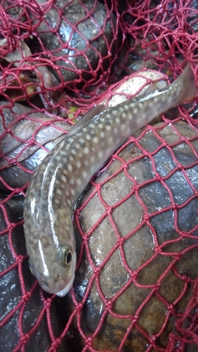 イワナの釣果