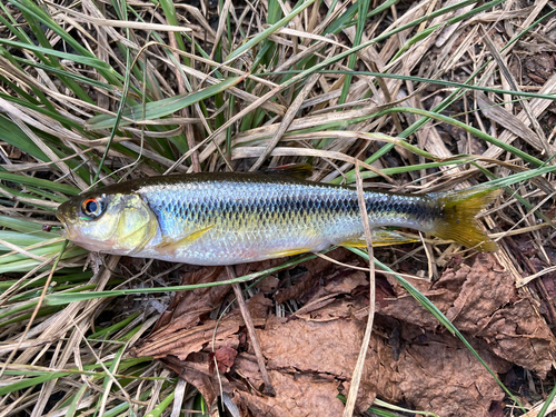 カワムツの釣果