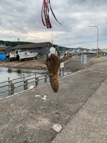 マダコの釣果