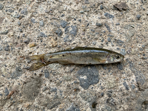 アブラハヤの釣果