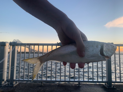 コノシロの釣果