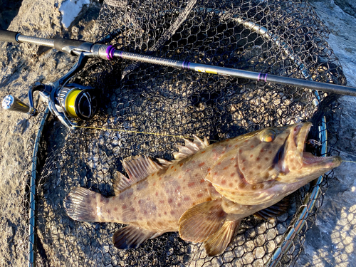 チャイロマルハタの釣果