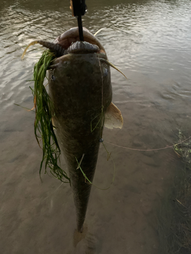 ナマズの釣果