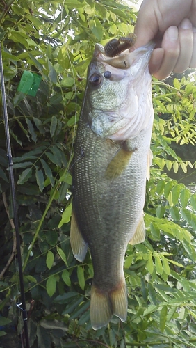 ブラックバスの釣果