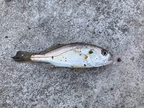 ニベの釣果