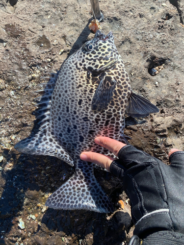 イシガキダイの釣果