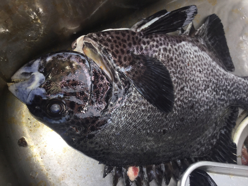 イシダイの釣果