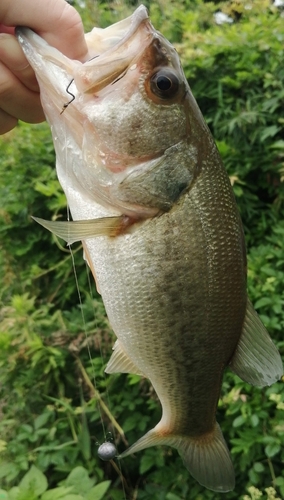 ブラックバスの釣果