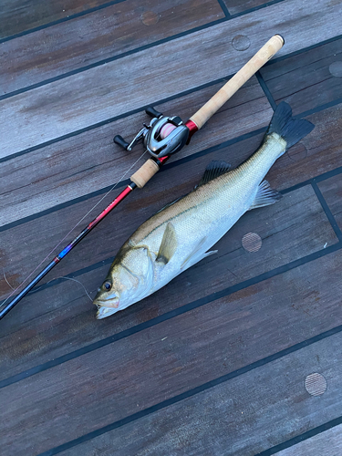 シーバスの釣果