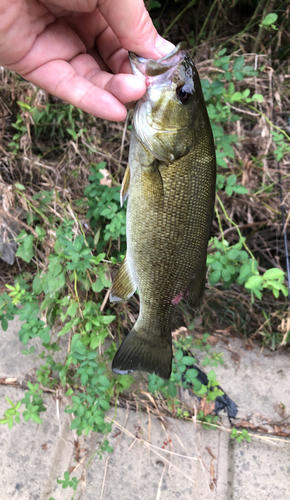 スモールマウスバスの釣果