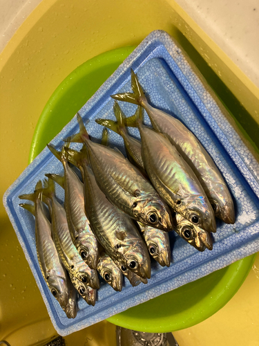 アジの釣果